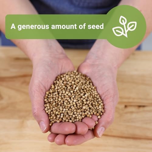 Sow Right Seeds - 2000 Cilantro Microgreen Seed for Growing Bulk Jumbo Pack - Image 3