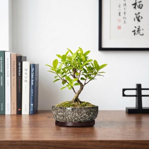 Succulent Pots 6 Inch, Ceramic Bonsai Pots with Tray, White Leopard - Image 7