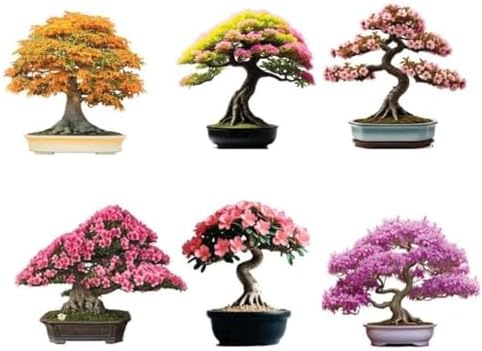 6 Types of Bonsai Tree Seeds for Planting - Pick from 3 Kits or Get Them All (Kit 2-6 Types) by CZGrain