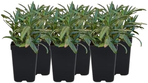 California Bush Monkeyflower 6 Live Plants (Diplacus aurantiacus) – California Native Wildflower Shrub for Outdoor Gardens, Drought Tolerant Pollinator Friendly Landscaping by MyHomePark