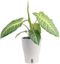 Costa Farms Xanthosoma, Live Indoor Plant, Easy Care, Home Decor by Unknown