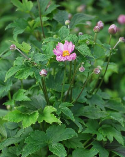 Perennial Farm Anemone x Hybrida Fantasy™ 'Pocahontas' – Live Windflower in #1 Container, Semi-Double Pink Blooms, Compact, Long Blooming, Deer Resistant, Ideal for Borders & Pollinator Gardens - Image 3