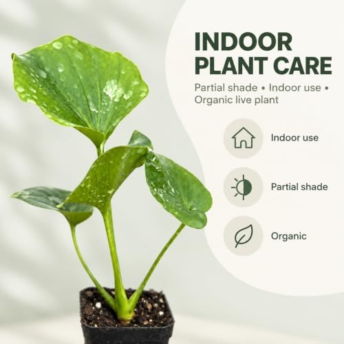 Philodendron Hope Live Plant - Easy Care Tropical Indoor Houseplant - Image 5