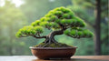 30 White Pine Bonsai Tree Seeds for Planting by CZGrain