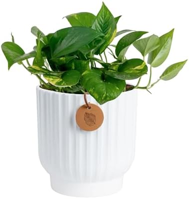Costa Farms Golden Pothos, Live Indoor Plant, Trailing Vine, Air Purifying by Unknown