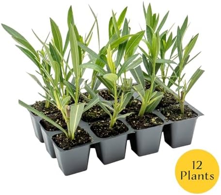 12 Nerium Red Oleander in 2.5” Nursery Cubes (Nerium Oleander ‘Jannoch’) | Red-Flowering Evergreen Shrub or Small Tree for Hedges, Privacy Screens, and Containers | Ready-to-Plant Live Starter Plants - Image 4