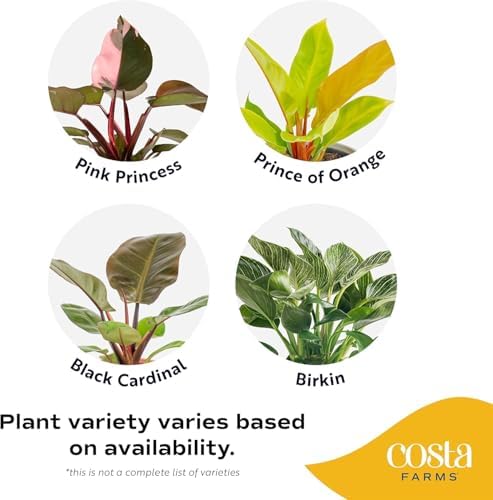 Costa Farms Philodendron, Live Indoor Plant, Tropical Houseplant - Image 3