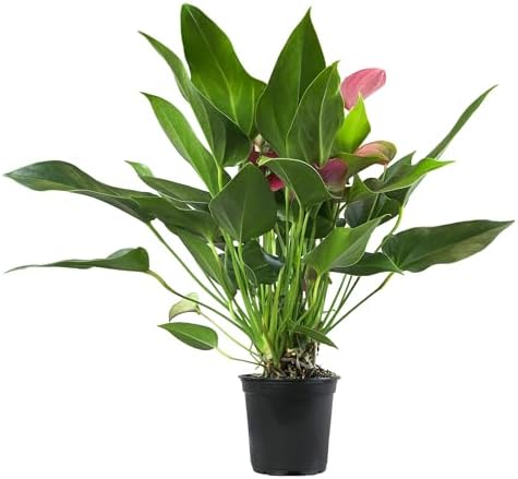 Purple Anthurium Live Plant (Approx. 8-11" Tall), Real Flowers/Unique House Plants in 4" Nursery Pot, Floral Desk Plant, Air Purifying Plants & Cool Gifts for Plant Lovers by Plants for Pets - Image 6