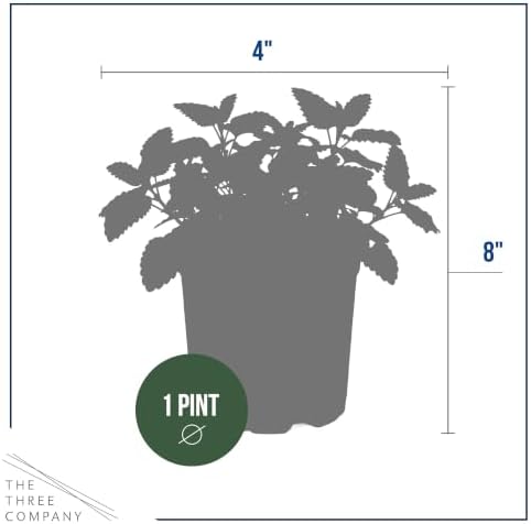 Herb - Lemon Balm (4 Pack), Live Edible Herb, Herbal Tea, Lemon Aroma - Image 4
