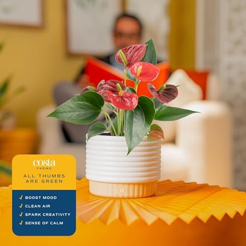Costa Farms Anthurium, Live Indoor Plant, Easy Care, Home Decor - Image 5
