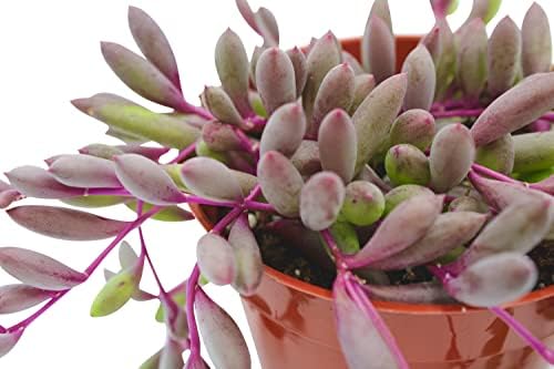 Live Succulent 4" Othonna Capensis Ruby Necklace, Succulents Plants Live, Succulent Plants Fully Rooted, House Plant for Home Office Decoration, DIY Projects, Party Favor Gift By The Succulent Cult - Image 5
