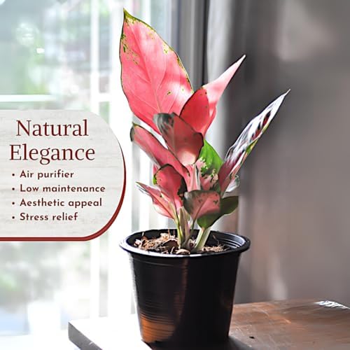 Fam Plants Live Aglaonema Chinese Evergreen Collection (4 Pack) Houseplants - Image 3