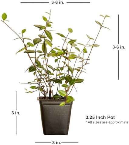 Asiatic Jasmine - 18 Pack (3.25 in. Pots) Evergreen Groundcover Vine - Full Sun Live Outdoor Plant - Image 6