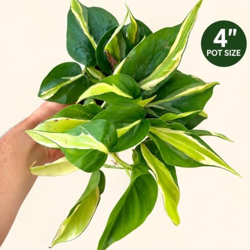 Philodendron Rio Live Plant - Variegated Tropical Indoor Houseplant - Image 2