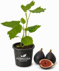 Black Mission Fig Tree - 3 Live Plants in 2 Inch Pots - Ficus Carica by Unknown