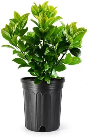 Viburnum Odoratissimum | 3 Extra Large Trade 3 Gallon Plants | Fast Growing Privacy Hedge Shrub, Dense Evergreen Foliage, Fragrant White Flowers, Low Maintenance, Drought Tolerant, Year-Round Interest by FloridaFoliage