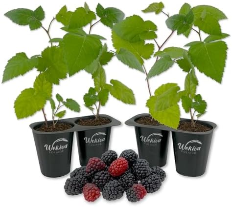 Prime Ark Freedom BlackBerry Plant - 4 Live Starter Plants - Rubus - Edible Fruit Bearing Bush for Patio and Garden by WekivaFoliage
