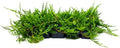 Bar Harbor Juniper | 3 Large 4 Inch Pots | Juniperus horizontalis 'Bar Harbor' | Perfect Lush Ground Cover & Landscape Accent | Drought Resistant & Low Maintenance by FloridaFoliage
