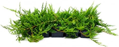 Bar Harbor Juniper | 3 Large 4 Inch Pots | Juniperus horizontalis 'Bar Harbor' | Perfect Lush Ground Cover & Landscape Accent | Drought Resistant & Low Maintenance by FloridaFoliage