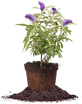 Perfect Plants Nanho Blue Butterfly Bush Live Plant, 1 Gallon by PerfectPlantsNursery