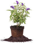 Perfect Plants Nanho Blue Butterfly Bush Live Plant, 1 Gallon by PerfectPlantsNursery