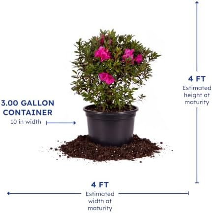 Encore Autumn Jewel Azalea, Live Azalea Flowers, 3 Gallon - Image 4