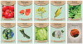 Vegetable, Flower, and Herb Seed Set - 10 Varieties of Non-GMO and Heirloom Premium Seeds for Planting - Beefsteak Tomato, Jalapeno, Spinach, & More! by FreedomFarms