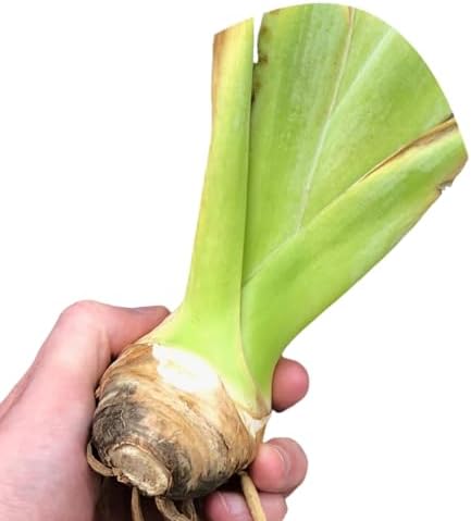 Easy to Grow Bearded Iris His Royal Highness 3 Plant Bulbs - Purple Indigo Flowers Spring to Fall, Full Sun Low Maintenance Zones 3-10 - Image 3