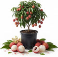 Lychee Tree Live Plant, Tropical Fruit Litchi Seedling, in 4" Pot by Unknown