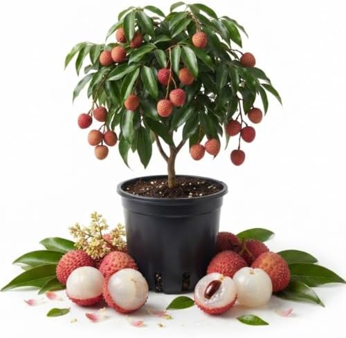 Lychee Tree Live Plant, Tropical Fruit Litchi Seedling, in 4" Pot by Unknown