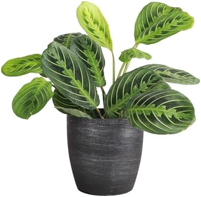 Live Lemon Lime Prayer Plant, Pet Friendly, Easy to Grow, 4" Pot by ThorsensGreenhouse