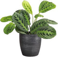 Live Lemon Lime Prayer Plant, Pet Friendly, Easy to Grow, 4" Pot by ThorsensGreenhouse