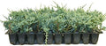Blue Rug Juniper Qty 10 Live 2" Plants Evergreen Groundcover by FloridaFoliage