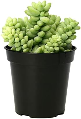 Altman Plants, 3.5" Donkey Tail Succulent Plants Live Succulents Plants Live Indoor Plants Live Houseplants Live Indoor House Plants Indoors Live Plants Indoor, Outdoor Plants Live Succulent Plants - Image 4