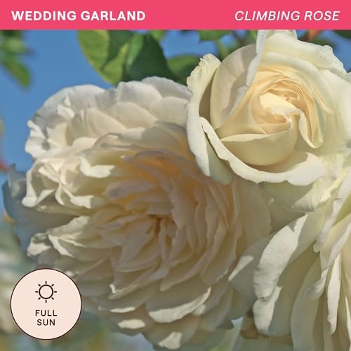 Heirloom Climbing Roses, Live Own Root Plant, Wedding Garland - Image 4