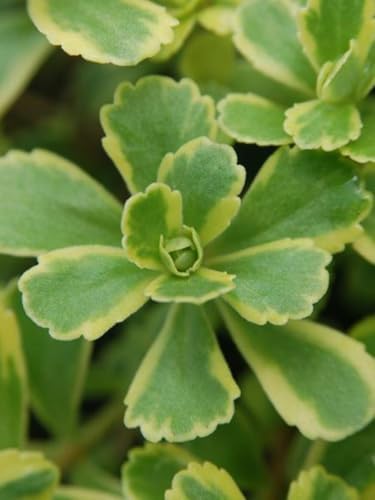 Perennial Farm Sedum kamtschaticum VAR. ellacombianum 'Cutting Edge' – Live Groundcover Perennial Plant, Quart Size, Green-Yellow Flowers – Drought Tolerant, Deer Resistant, Full Sun - Image 2