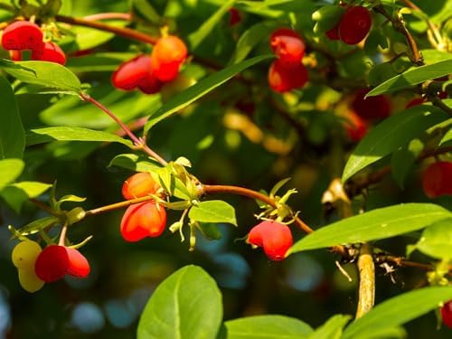 Greenwood Nursery: Live Shrub Plants - Winter Honeysuckle + Lonicera Fragrantissima - [Qty: 2X 3.5 Pots] - (Click for Other Available Plants/Quantities) - Image 2