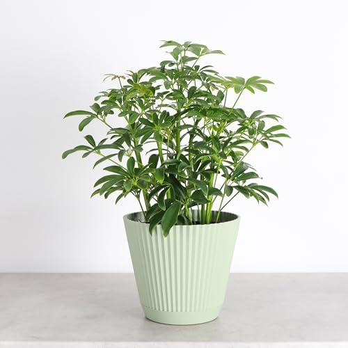 Live Arboricola Umbrella Tree Plant, Schefflera Arboricola, 6" Pot - Image 3
