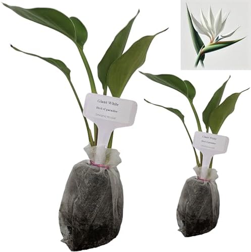 Daisy Ship White Bird of Paradise - Strelitzia Nicholai - 2 x 2 inch Bags by DaisyShip