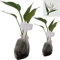 Daisy Ship White Bird of Paradise - Strelitzia Nicholai - 2 x 2 inch Bags by DaisyShip