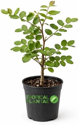 Carob Tree (Ceratonia Siliqua) – Live Mediterranean Fruit Tree – Hardy & Long-Living – USDA Certified - Image 2