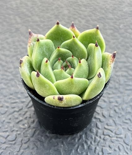 Sprout N Green Echeveria Agavoides Halloween, Live Succulent Plant - Image 2