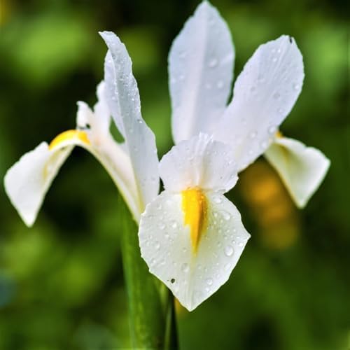 Votaniki Iris Hollandica Casablanca - Long Lasting Spectacular Blooms for Spring& Summer Gardens | Dutch Iris Bulbs for Planting, Easy to Grow Hardy Perennials (25 Pack) by Votaniki