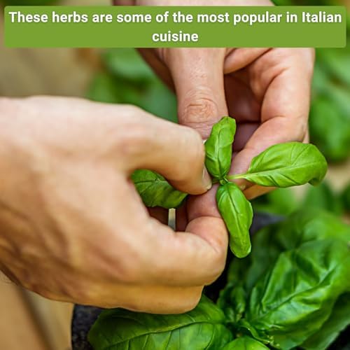 Sow Right Seeds - Italian Herb Seed Collection for Planting Home Garden - Image 3