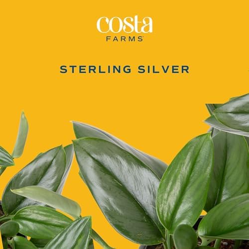 Costa Farms Sterling Silver Scindapsus, Live Indoor Plant, Easy Care - Image 3