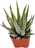 Sprout N Green Haworthia fasciata 'Big Band' Live Succulent Plant by SproutNGreen