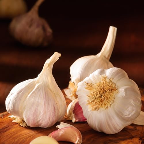 4 Heirloom Hardneck Garlic Bulbs for Planting - Pack Music Garlic Bulbs for Planting, Seed Garlic - Image 3