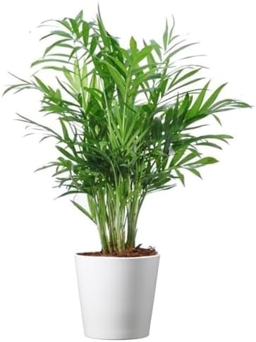 American Plant Exchange Parlor Palm – 4-Inch Pot with Cover – Live Easy Care Low-Light Indoor Houseplant, Pet-Friendly Tropical Palm for Home, Office, Bedroom & Shelf Décor by AmericanPlantExchange
