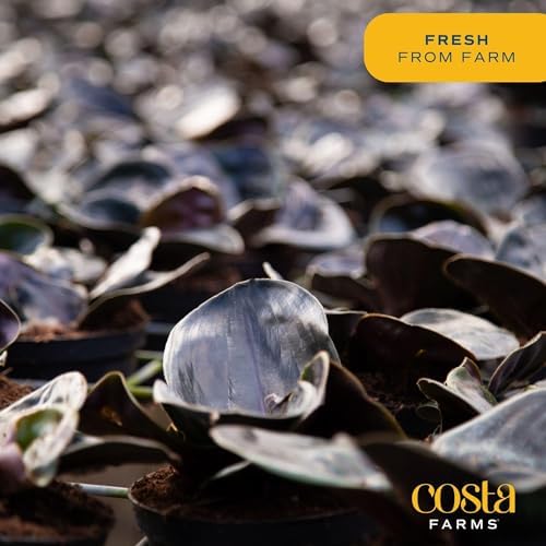 Costa Farms Geo Plant, Live Indoor Plant, Easy Care, Home Decor - Image 5