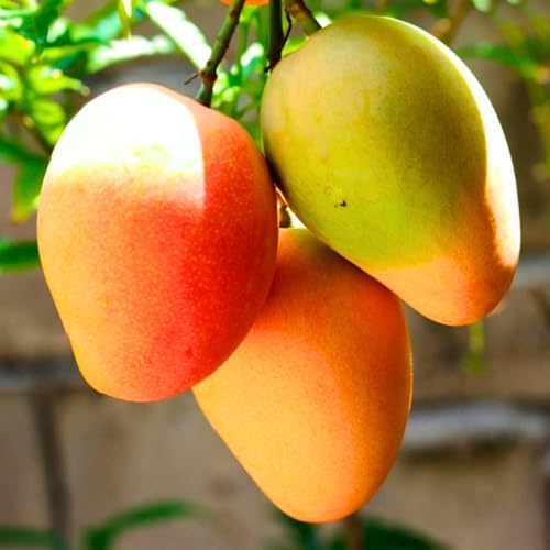 Kent Mango Tree Live Plant, Outdoor Garden Fruit Tree, 10-16'' Tall - Image 2